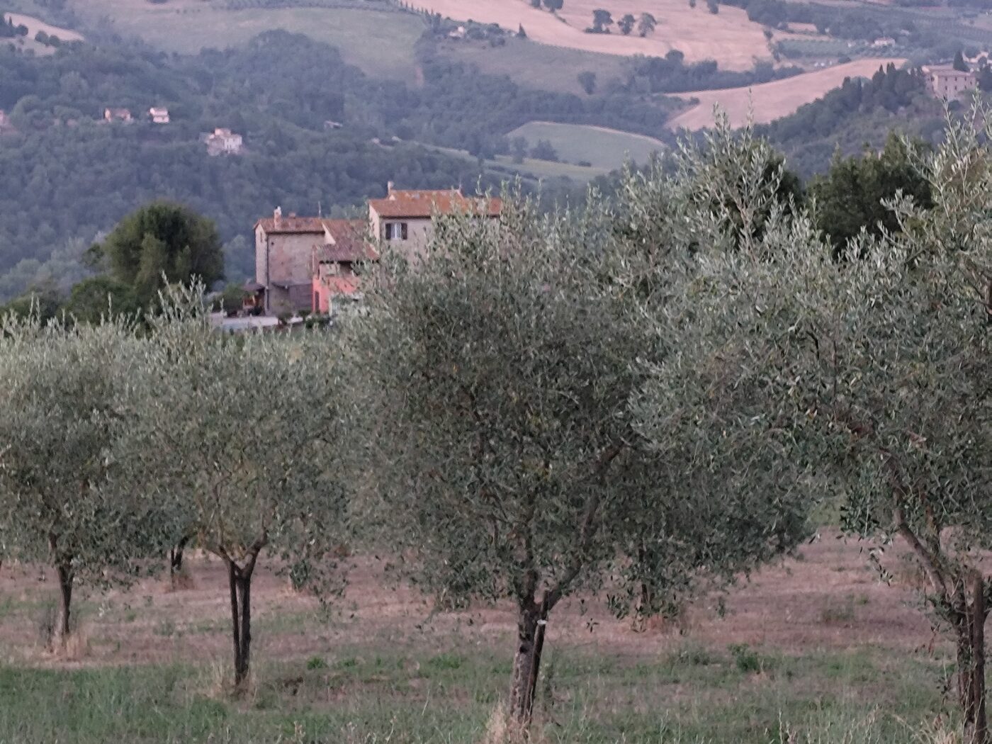 An olive grove in the Perugia countryside, with a hill village behind it