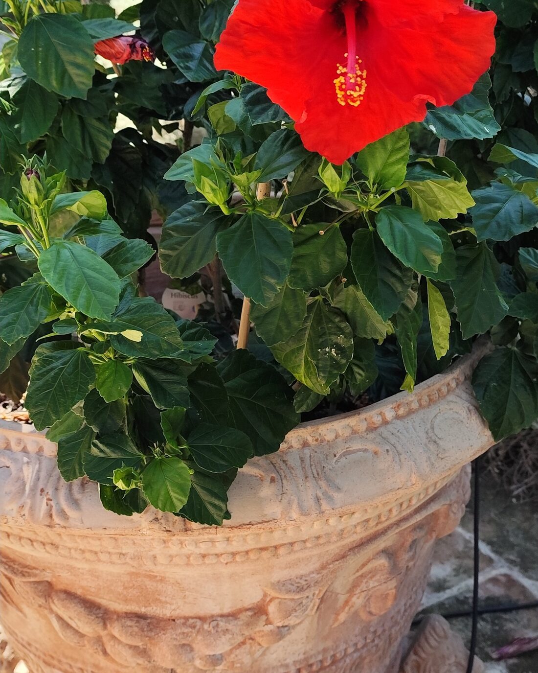 A red hibiscus in flower in a terracotta urn