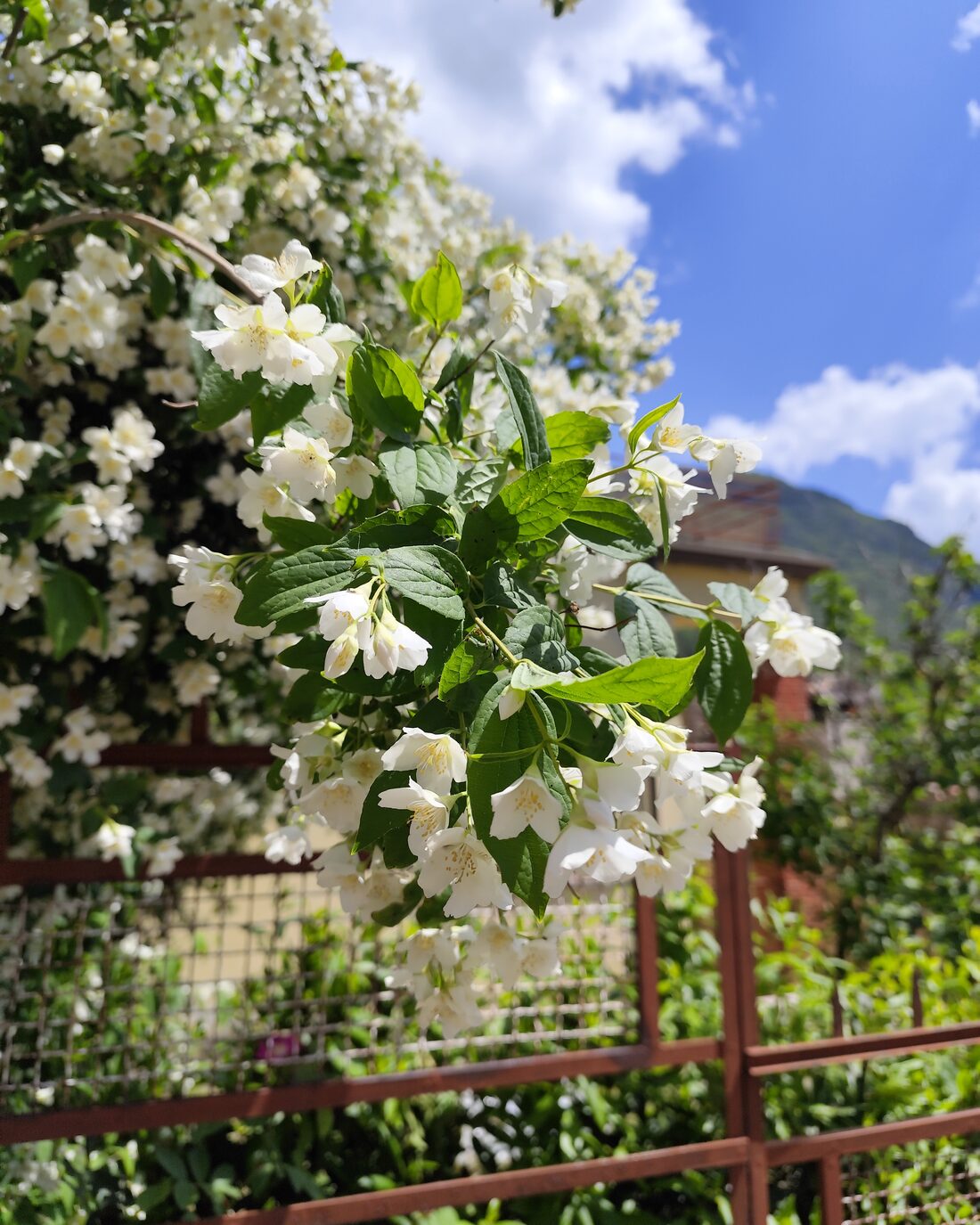 Jasmine in flower on a fence, against the sky