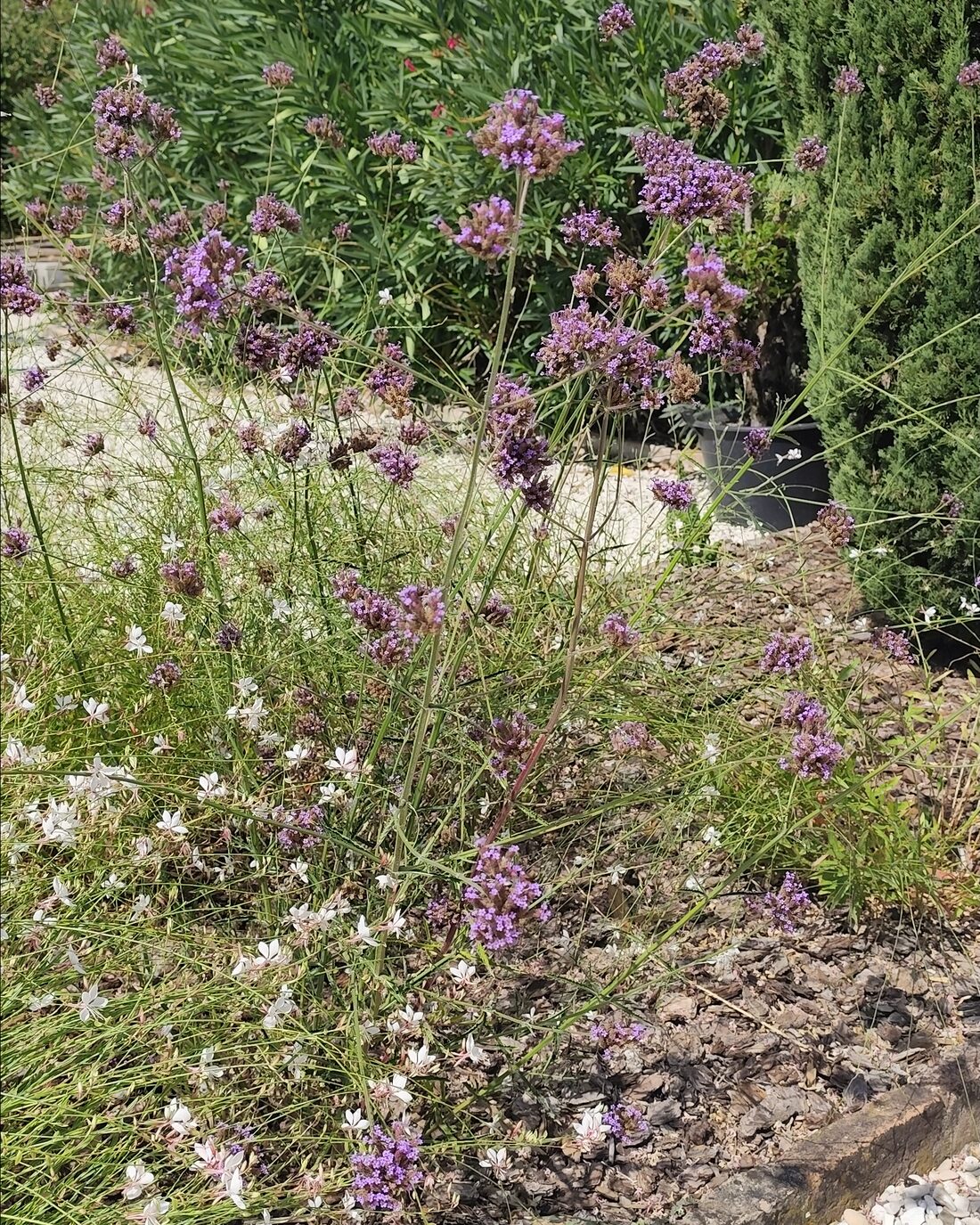 A bed in an Umbrian garden with herbs and wild flowers in spring
