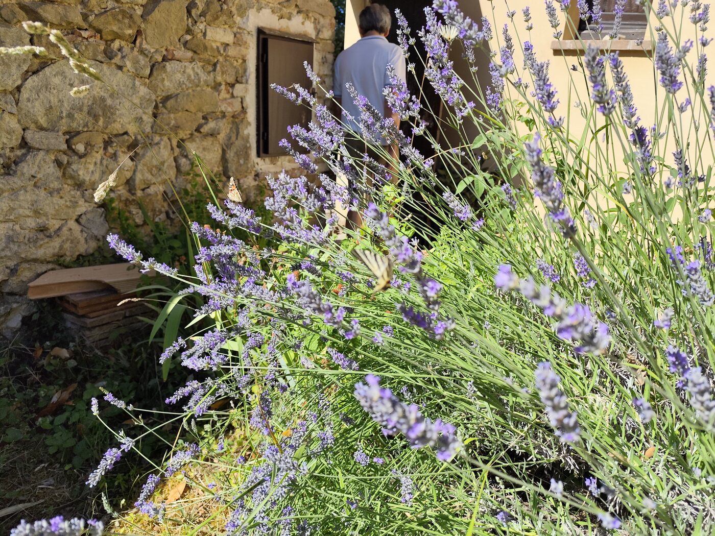 Lavender in flower against the wall of a stone house