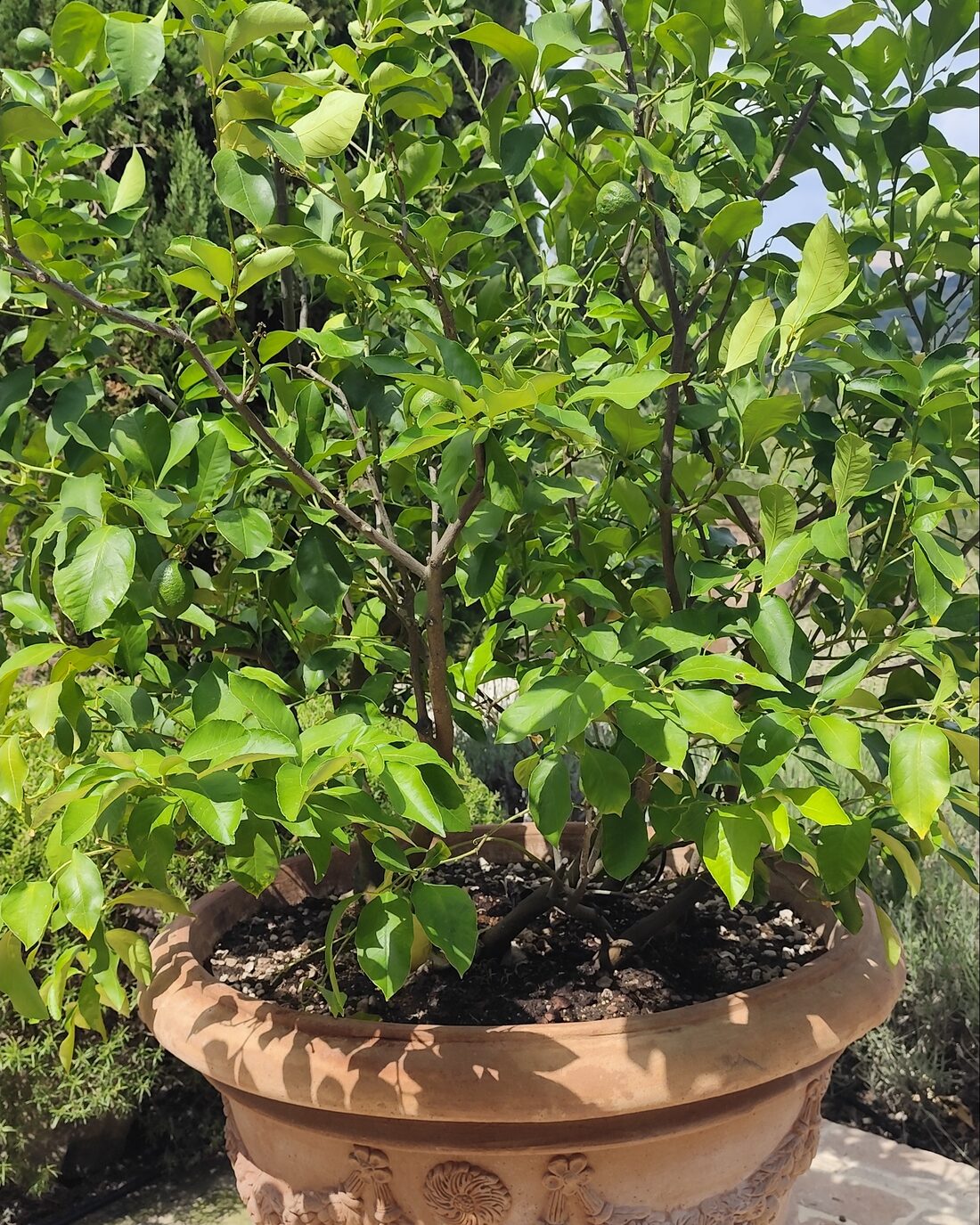 A lemon tree in a terracotta urn on a villa terrace