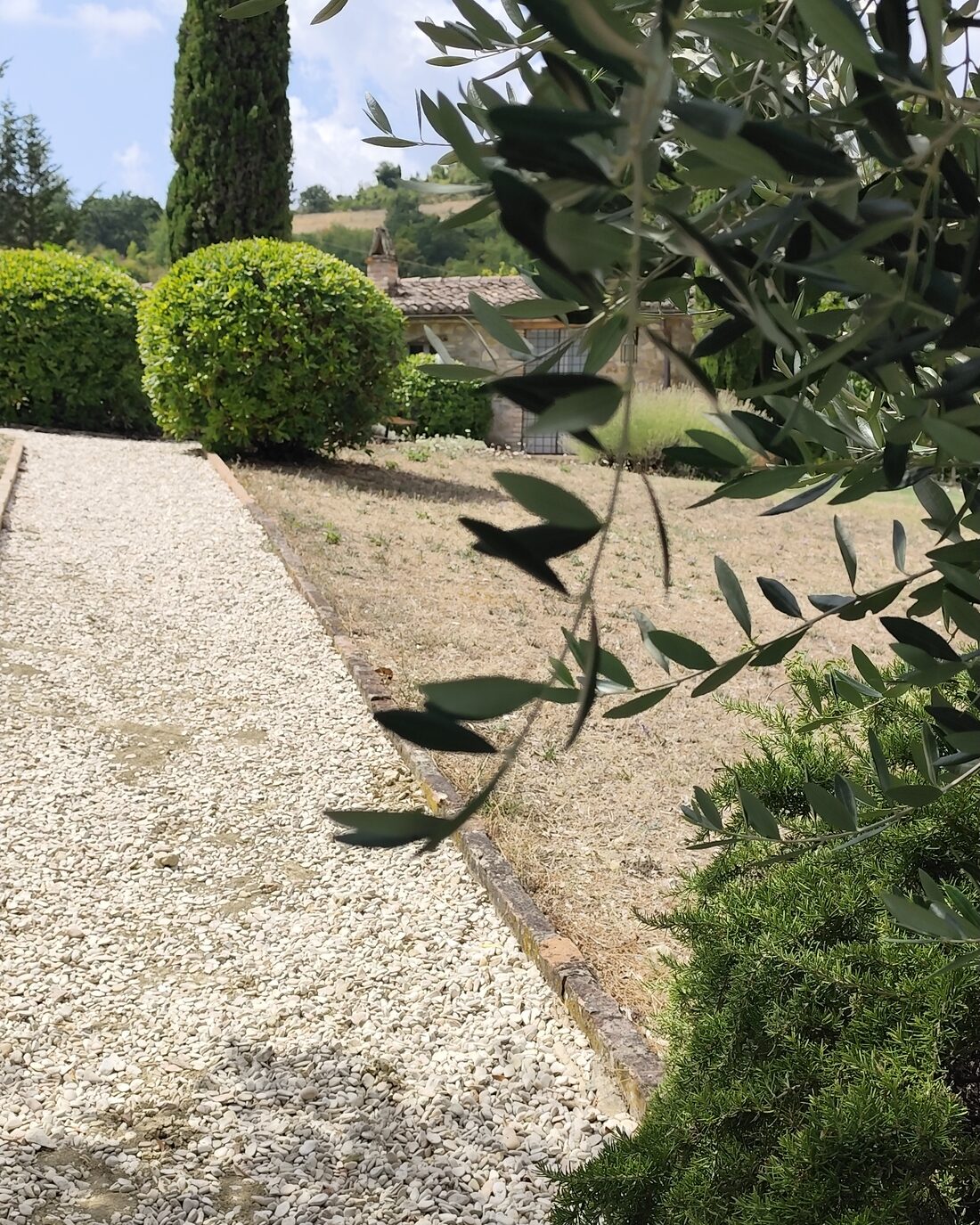 A gravel path between olive trees and cypresses in a villa garden