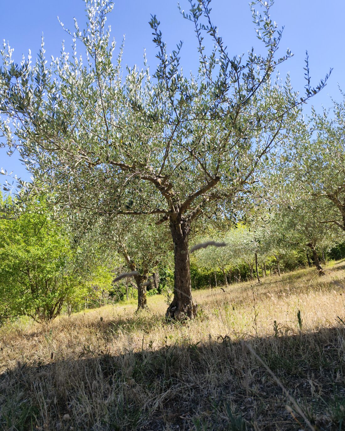 A freshly pruned olive tree in a hillside grove