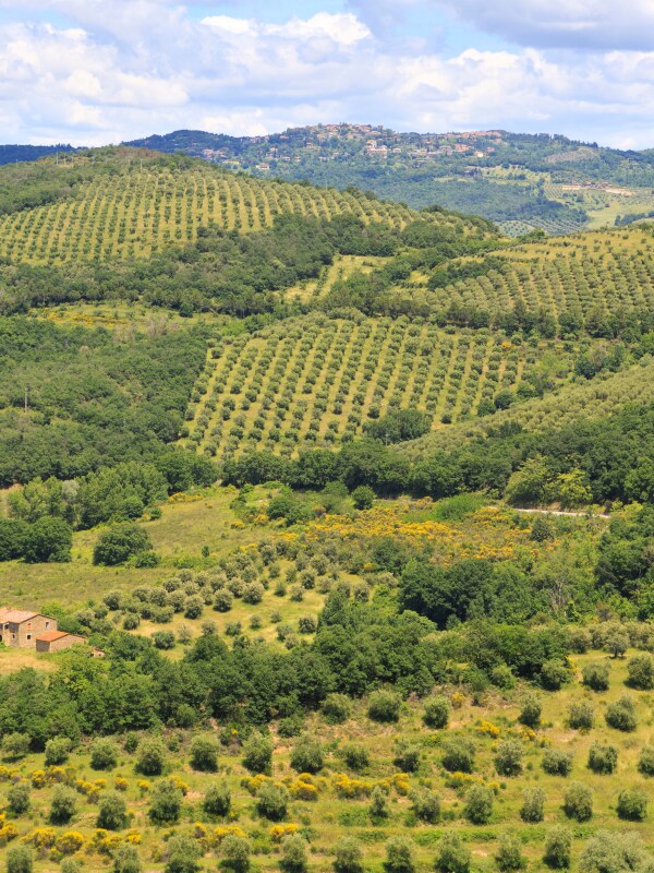 Terraced hills planted with olive trees, a village on the crest