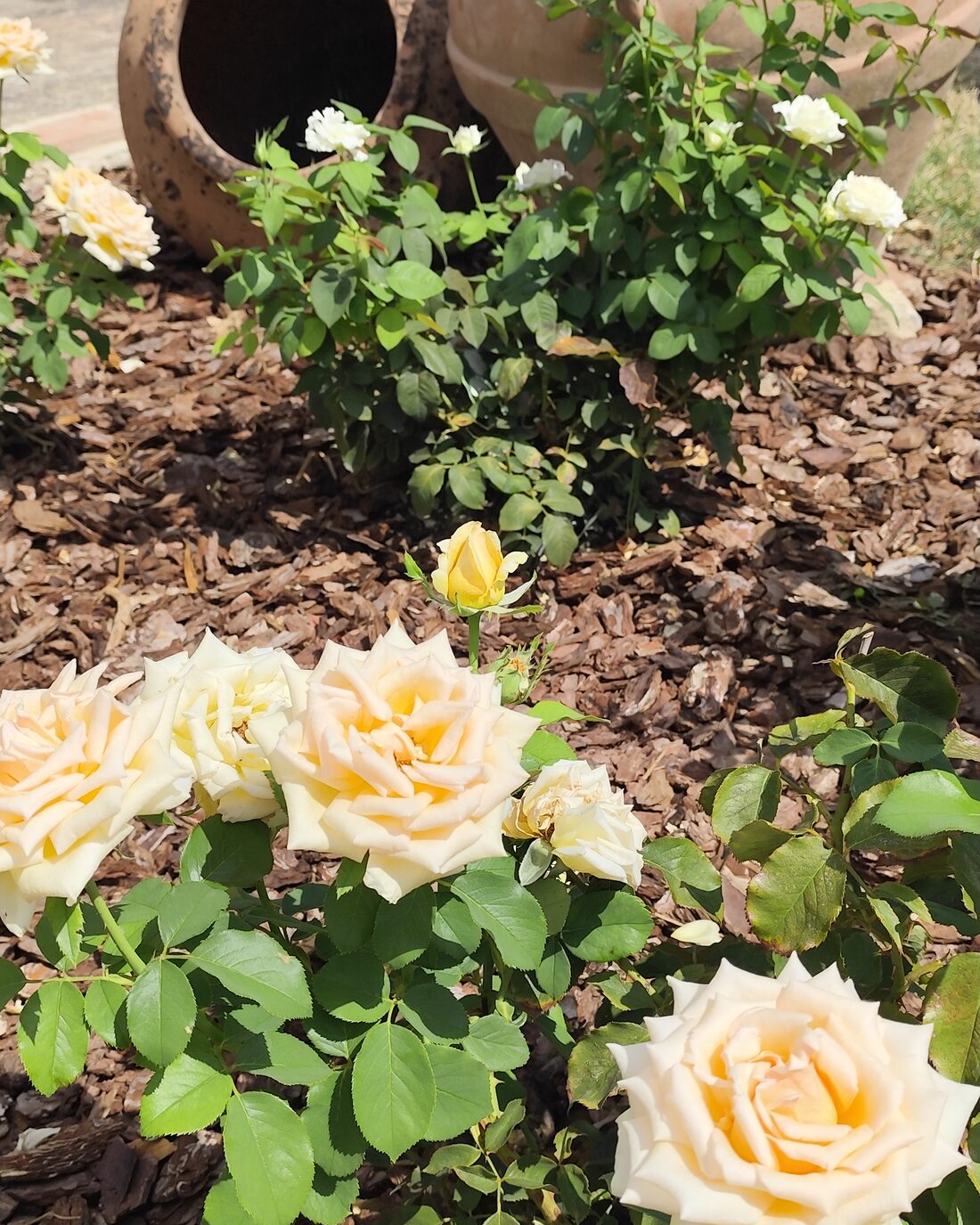 Roses in flower beside terracotta urns in a garden