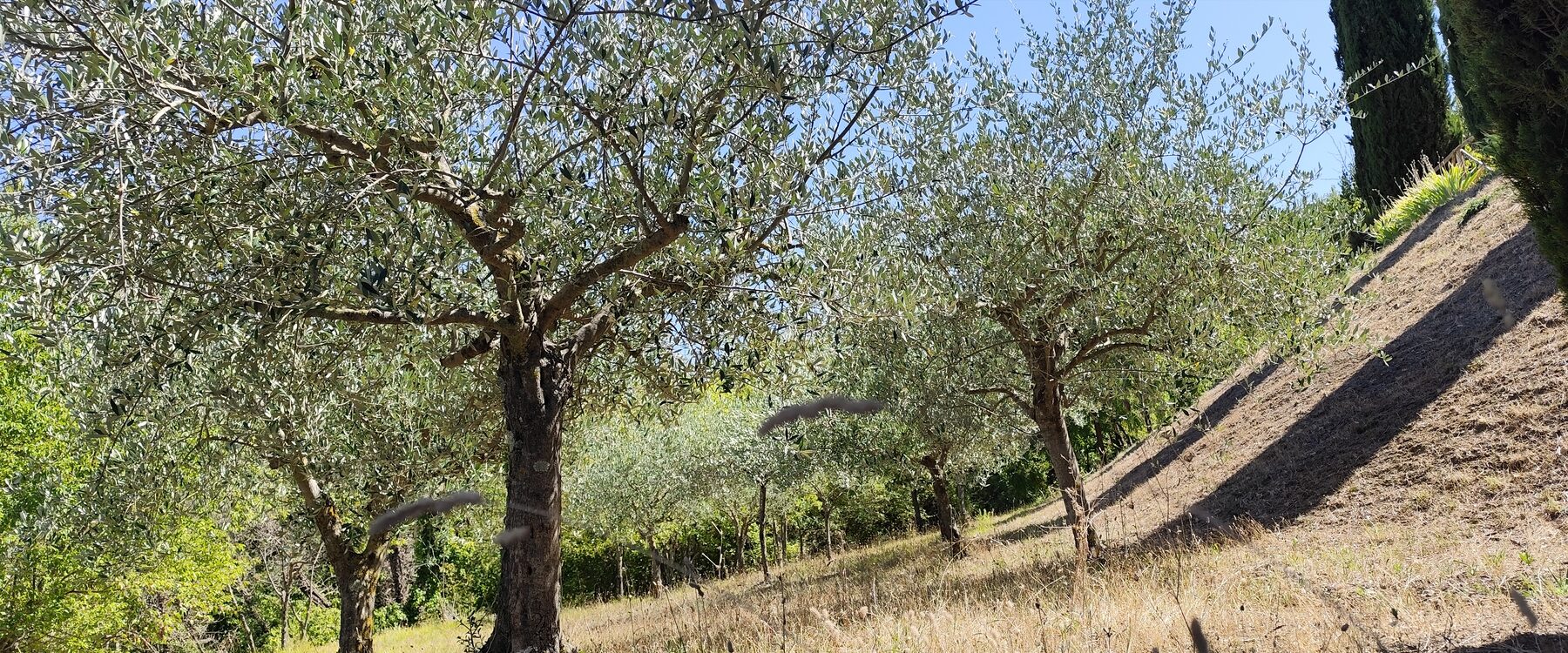 A sloping olive grove after pruning